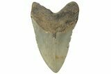 Bargain, Fossil Megalodon Tooth - North Carolina #219484-1